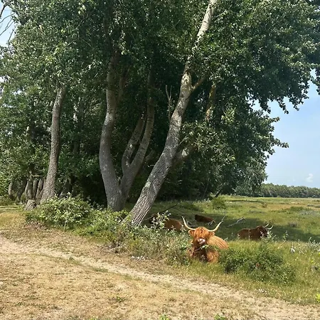 شاليه Zomerhuis Duinzicht *