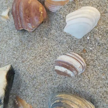 Zomerhuis Duinzicht شاليه